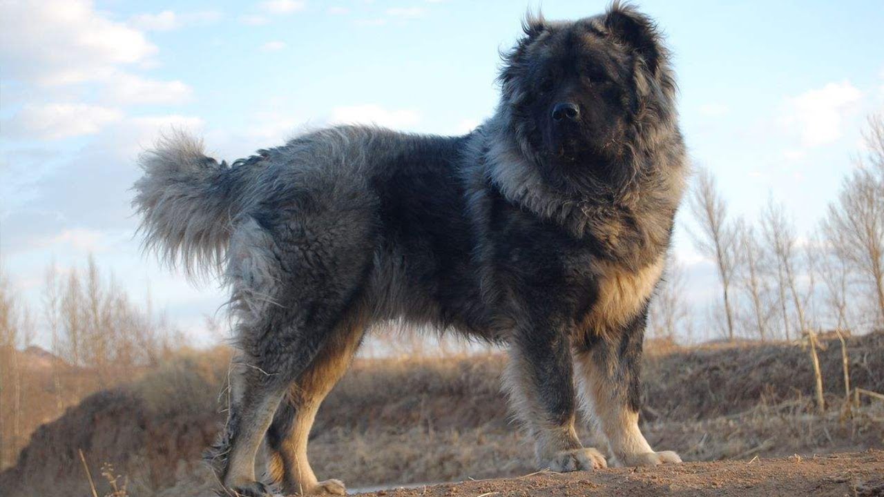 高加索犬带来的财富：它的凶狠连藏獒都自愧不如！凶猛异常的“犬中之王”到底该如何养殖？又藏着哪些财富密码？| 农业致富经