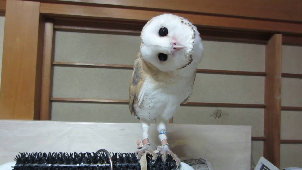 我が家にフクロウがやって来た