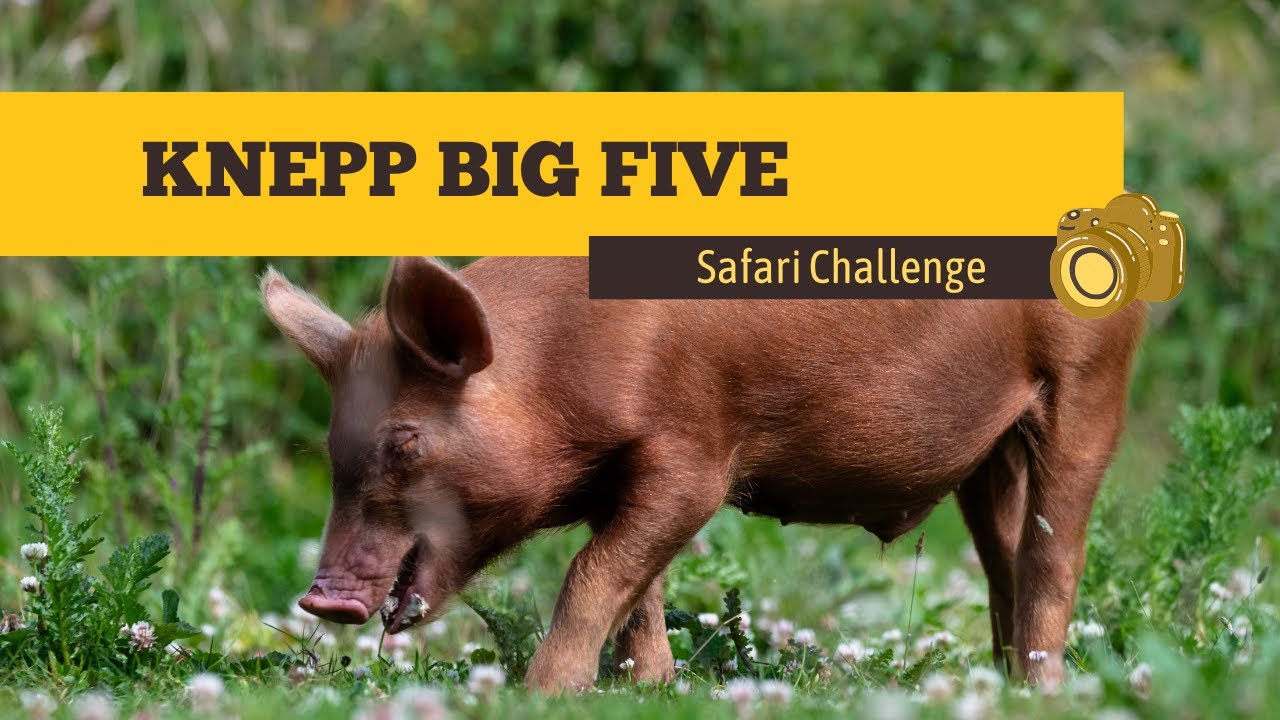 One Day, Five Species: Capturing the Knepp Big Five