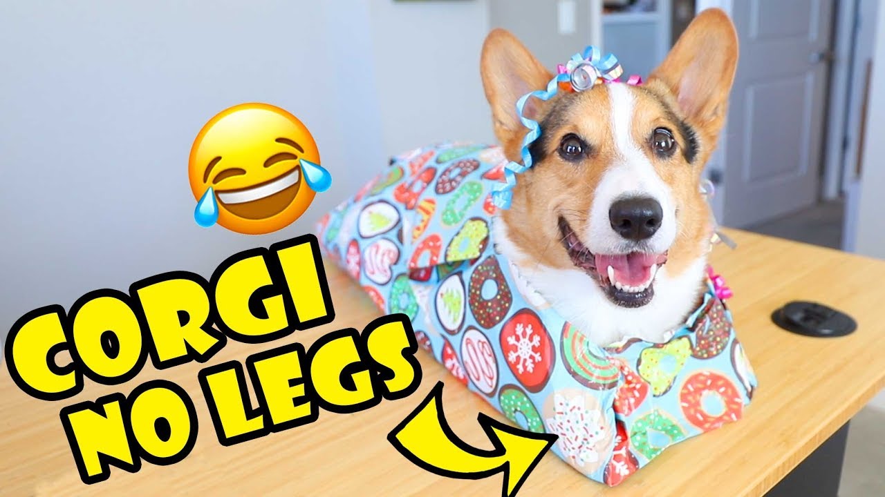 How to Wrap a Corgi -- Two Ways || Life After College: Ep. 663