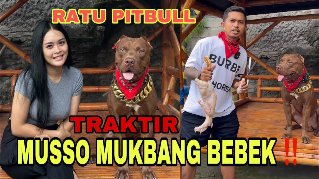 CEWEK CANTIK MALANG TRAKTIR MUSSO MAKAN BEBEK MENTAH ‼️