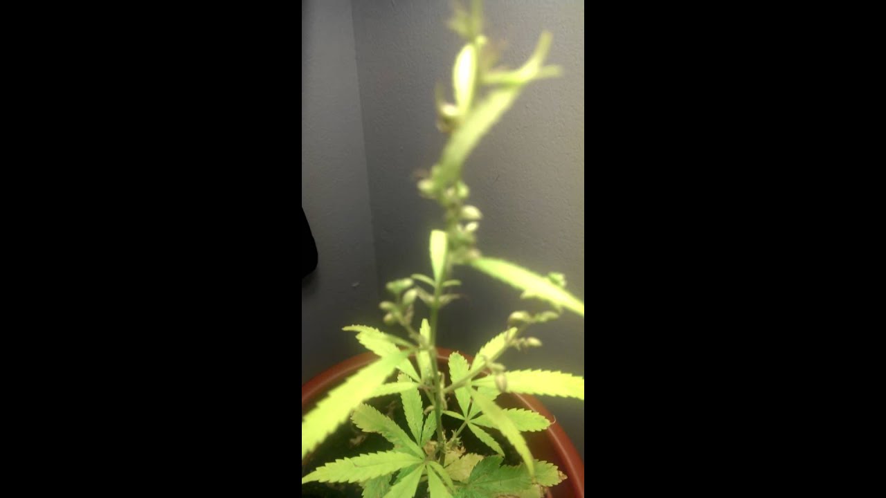 Male weed plant
