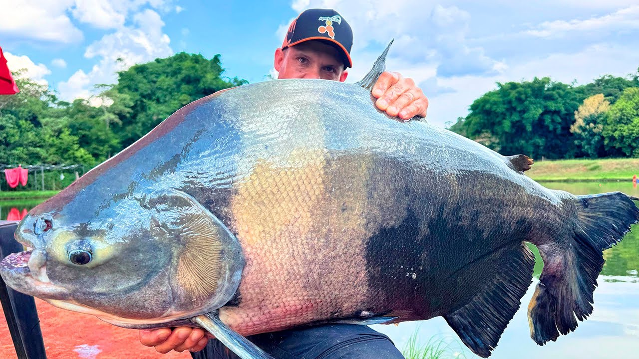 TAMBAQUI EXPLODINDO NA SUPERF&Iacute;CIE! Os grandes tambas do Pesqueiro&nbsp;Pexe&nbsp;Gordo