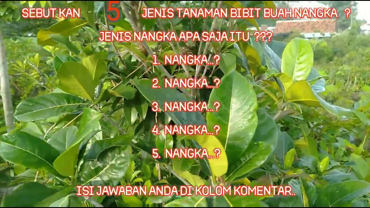 BIBIT NANGKA || 5 JENIS BIBIT NANGKA TERPOPULER
