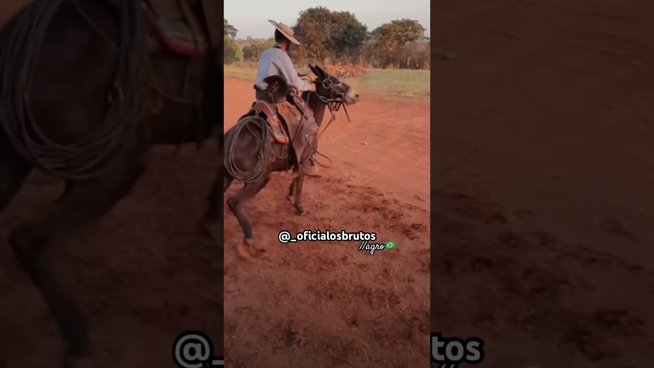 ✅ Muladeiros 👏🏻!! #gado #nelore #sertanejo #agro #fazenda #vaquejada #boi #vaca #muladeiros