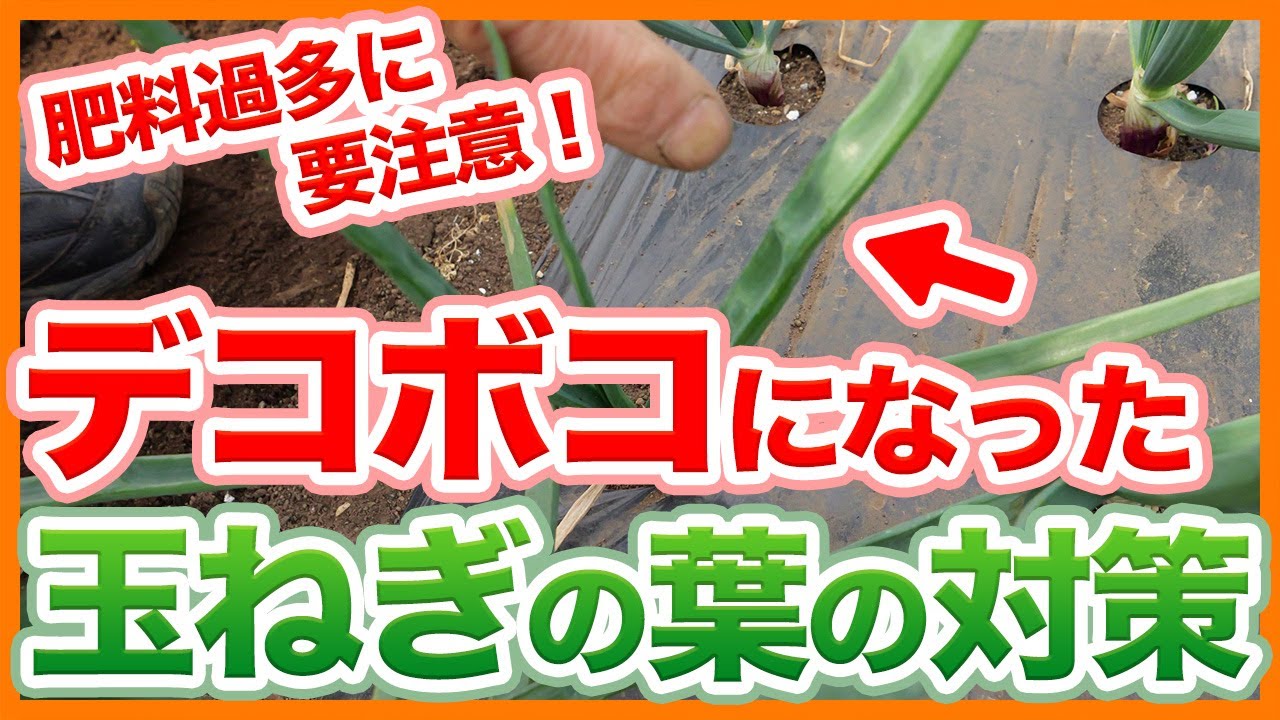 家庭菜園や農園の玉ねぎ栽培は肥料過多に要注意！デコボコの葉になった際の肥料過剰を解消する方法！【農家直伝】Tips to eliminate over-fertilization of onions.