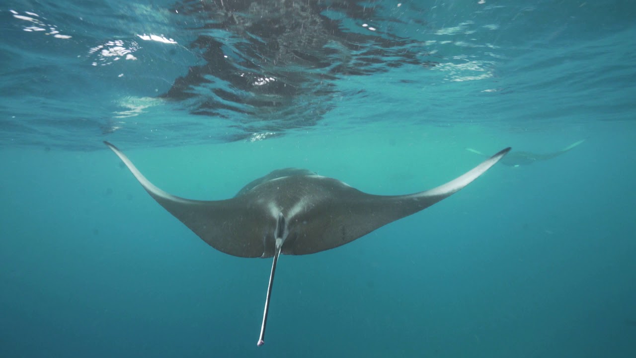 Comment nager avec les Raies Manta ?