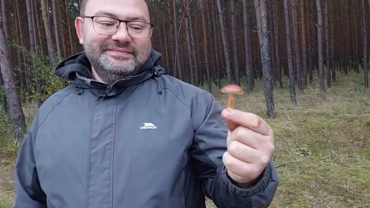 С утра пораньше за грибами. Белые грибы, маслята, польские грибы и много свежего лесного воздуха😊
