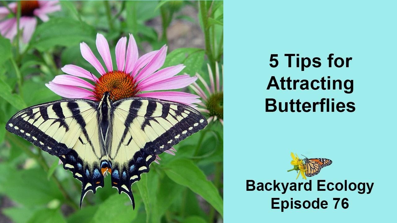 5 Tips for Attracting Butterflies to Your Yard