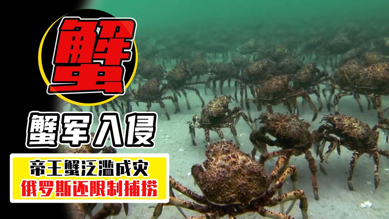 5000萬帝王蟹海底氾濫，每吃一隻帝王蟹，就是在拯救地球？【小馬哥知識局】