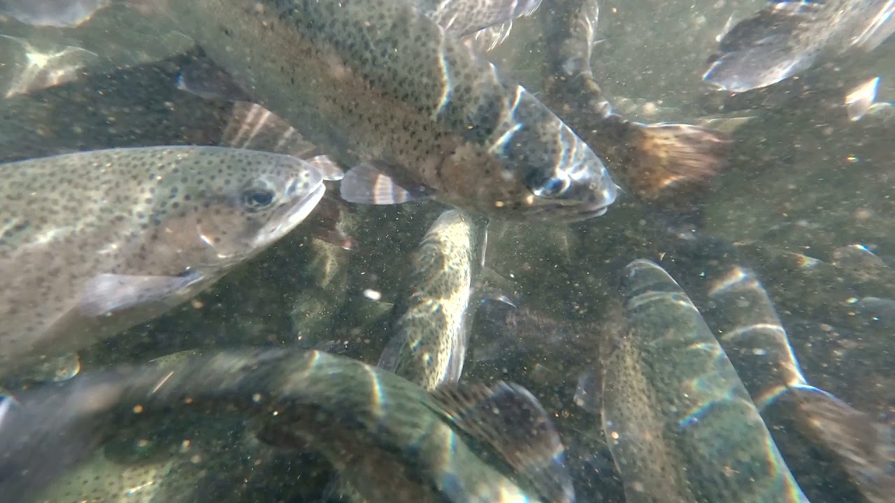 Forellenzucht Schwarz in Oberharmersbach im Schwarzwald