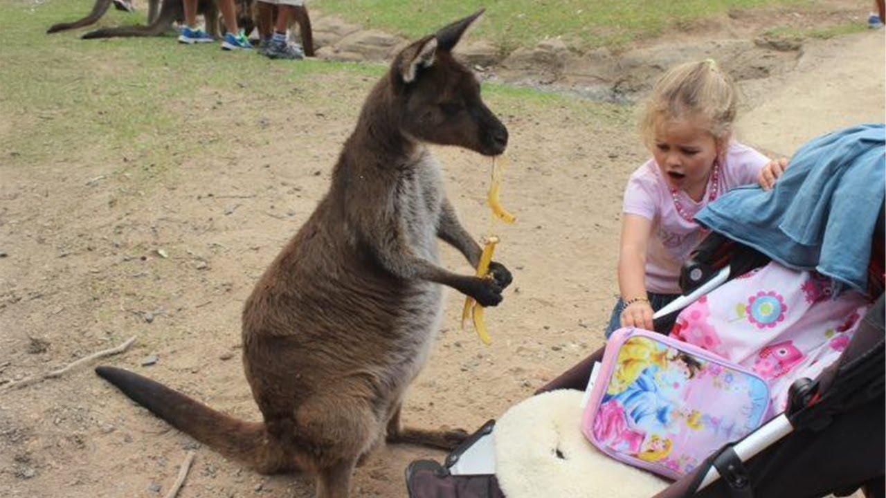 Baby and Animal Instantly Become Best Friends in the World 🥰