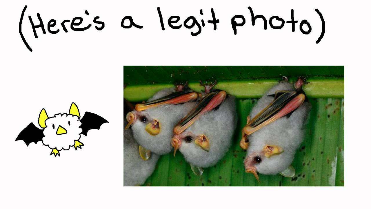 The Honduran White Bat