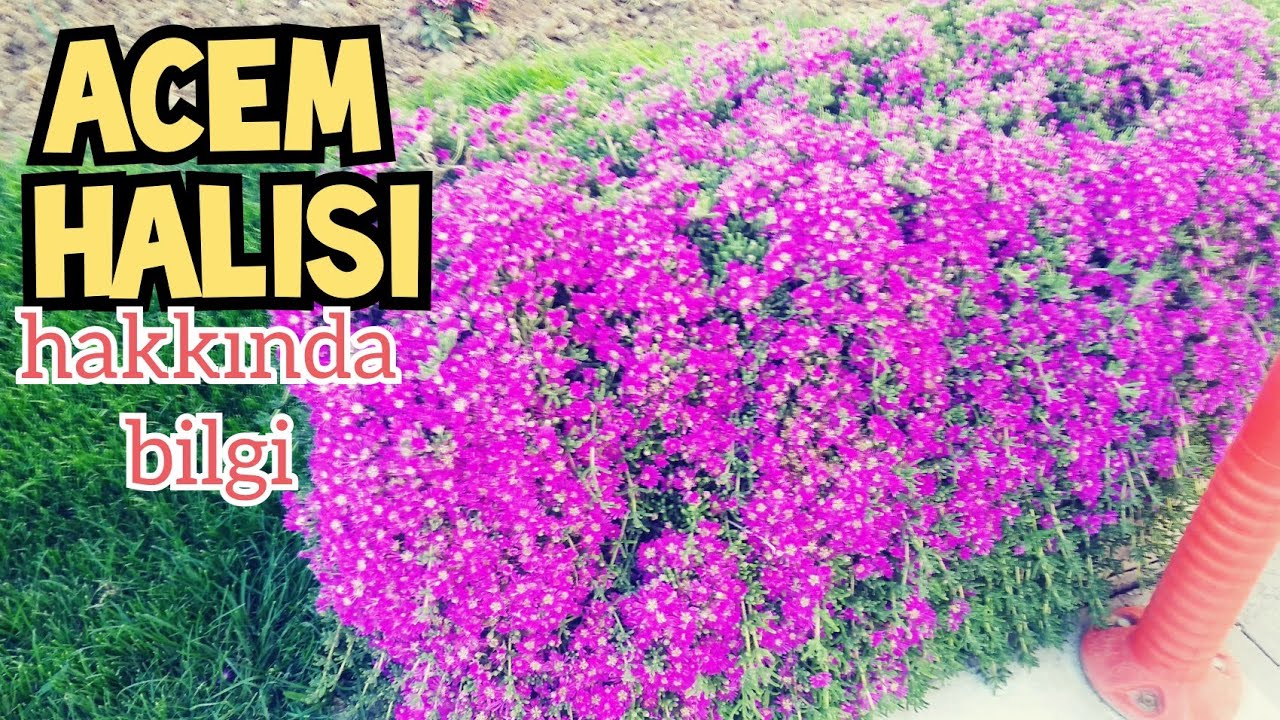 Acem Halısı Çiçeği / Yetiştirilmesi Nasıl Olur?
