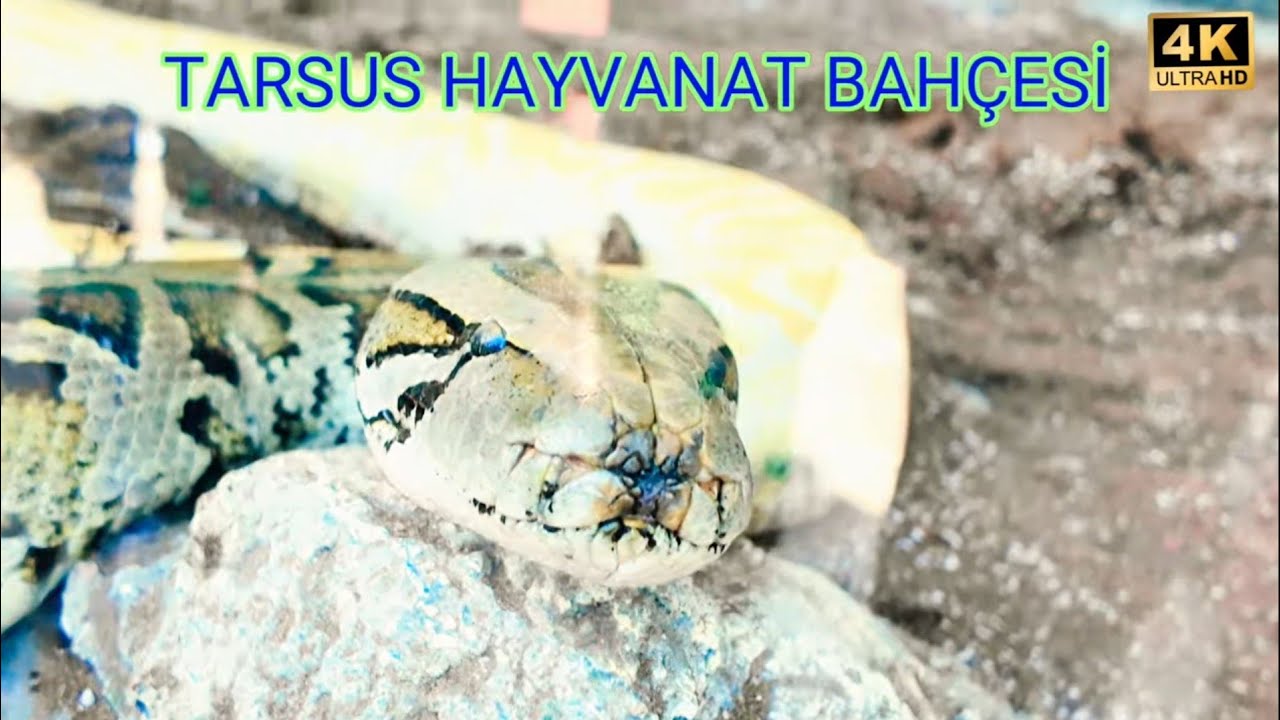 4K TARSUS HAYVANAT BAHÇESİ #tarsus