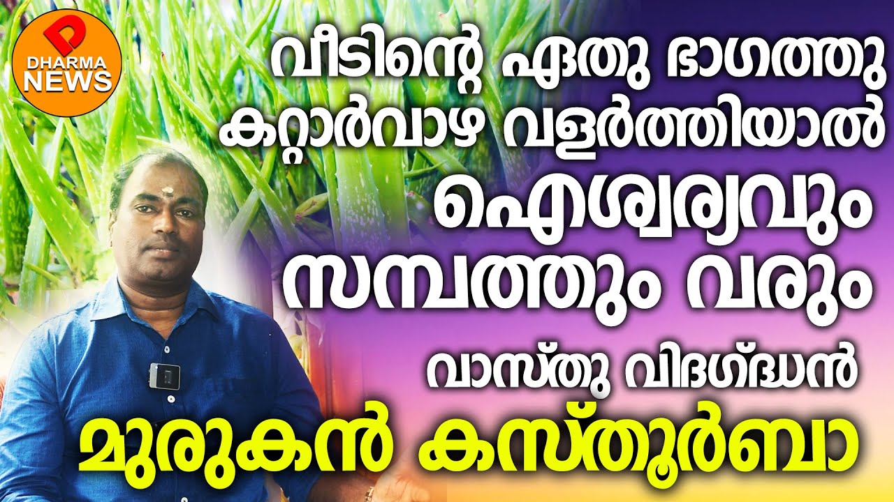 വീടിൻ്റെ ഏതു ഭാഗത്തു കറ്റാർവാഴ വളർത്തിയാൽ ഐശ്വര്യവും സമ്പത്തും വരും..KATTARVAZHA | ALOE VERA