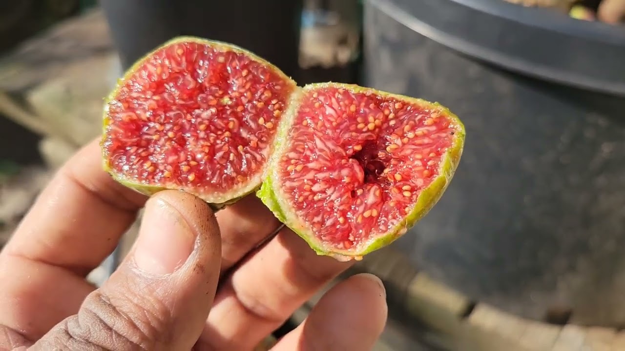 Labritja FDM , J H Adriatic and Del's Ermitans late season fig tasting 😋
