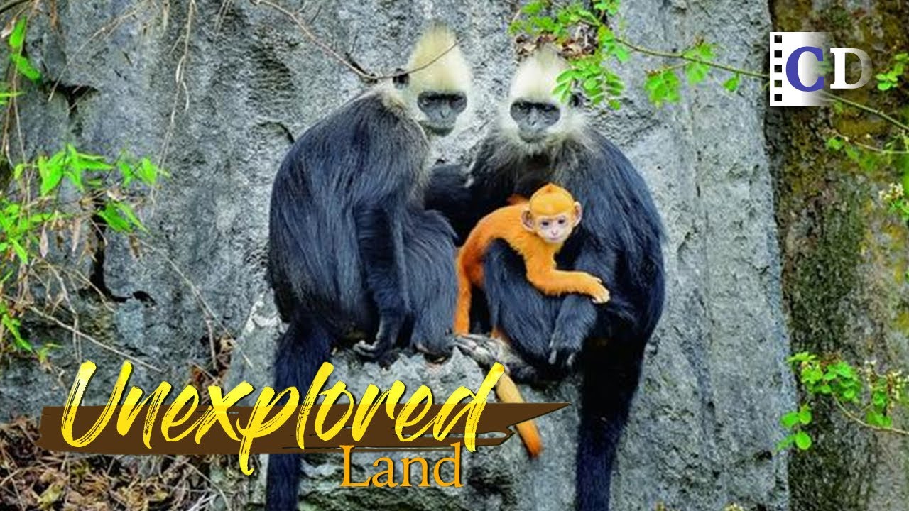 How does the monkey king protect his families when stray male monkeys attack? | China Documentary