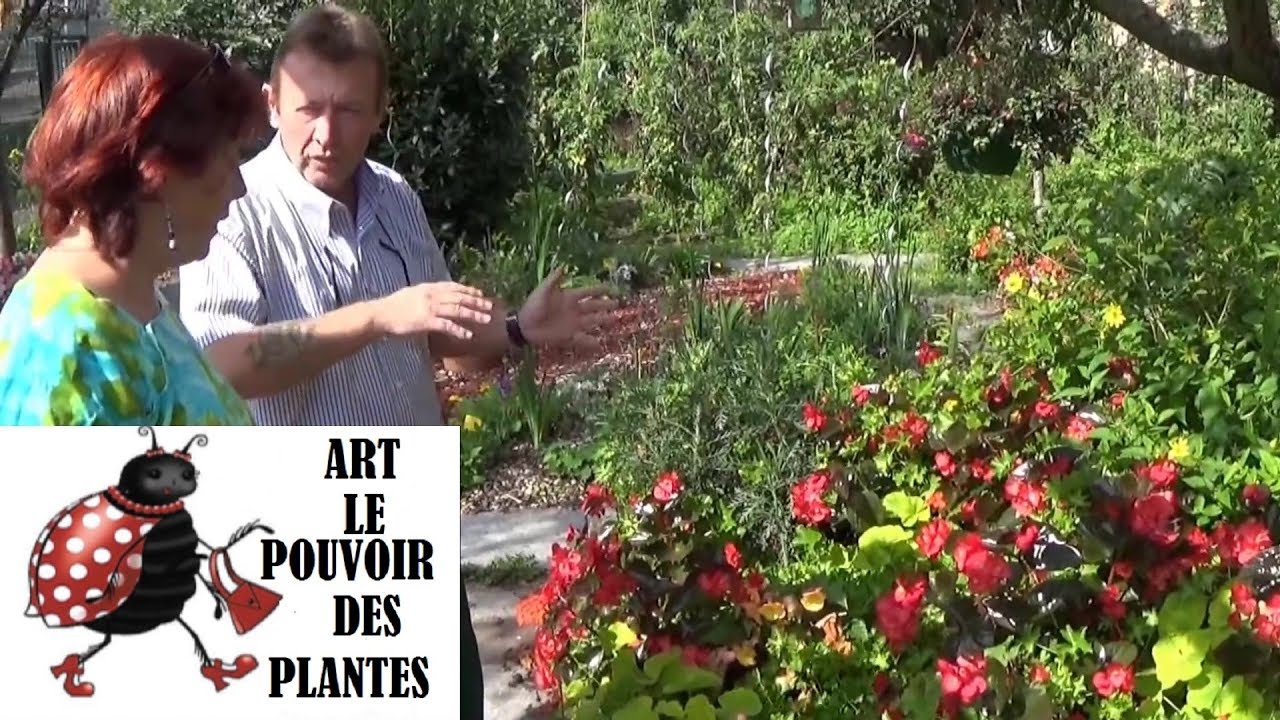 chaine de jardin:Comment arroser et faire l'Hivernage du Géranium: Vivace méditerranéenne