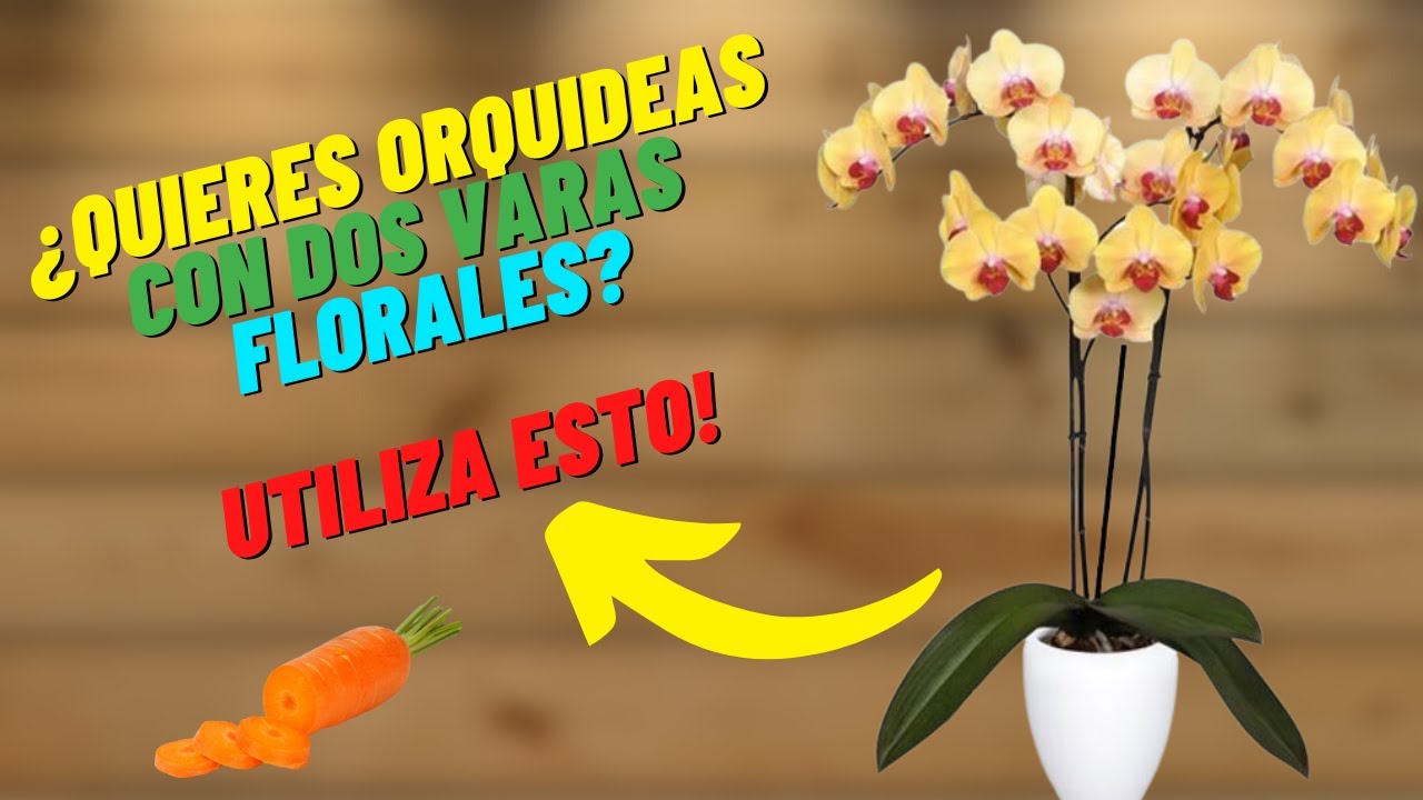 Truco Para Que Las Orquideas Tengan DOS Varas FLORALES, Estaran Hermosas #orquideas