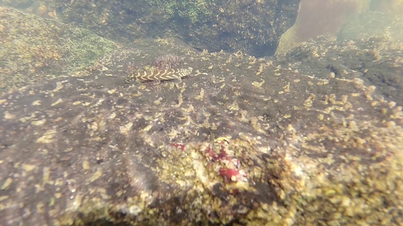 Mesonoemacheilus triangularis in Habitat