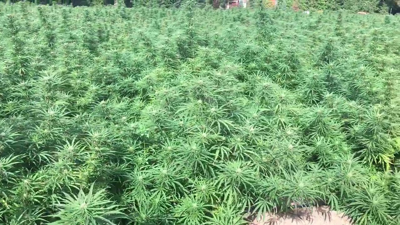 Full flower field pass 2017 CBD hemp
