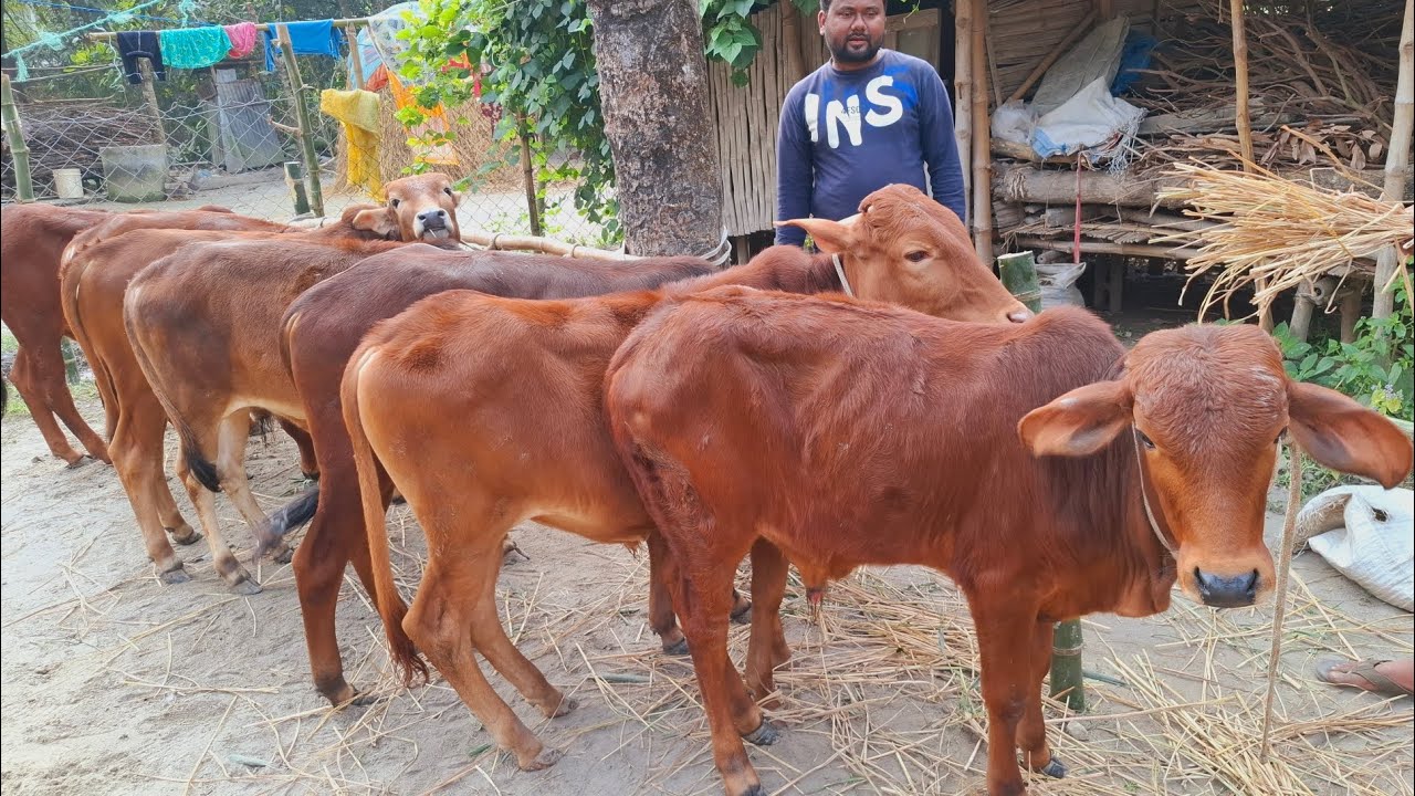 আজ ২/১/২৬ | প্রচুর চাহিদা সম্পন্ন শাহিওয়াল ষাঁড় বাছুরের প্যাকেজ | দিনাজপুর 
