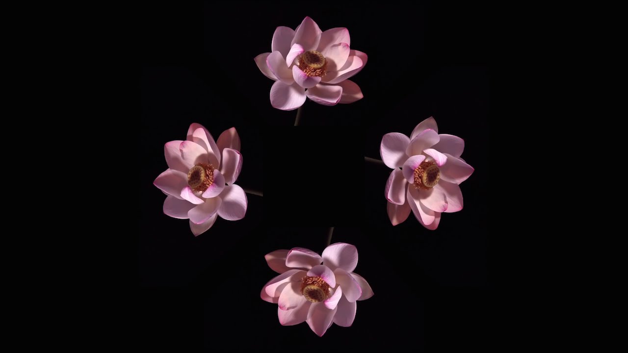 Blooming Flowers - Pyramid Hologram Screen Up