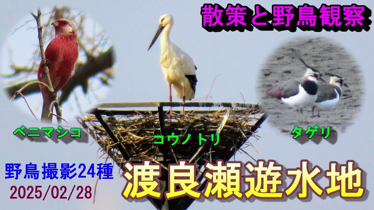 【散策と野鳥観察 】 渡良瀬遊水地  コウノトリ、ベニマシコ、タゲリなど24種