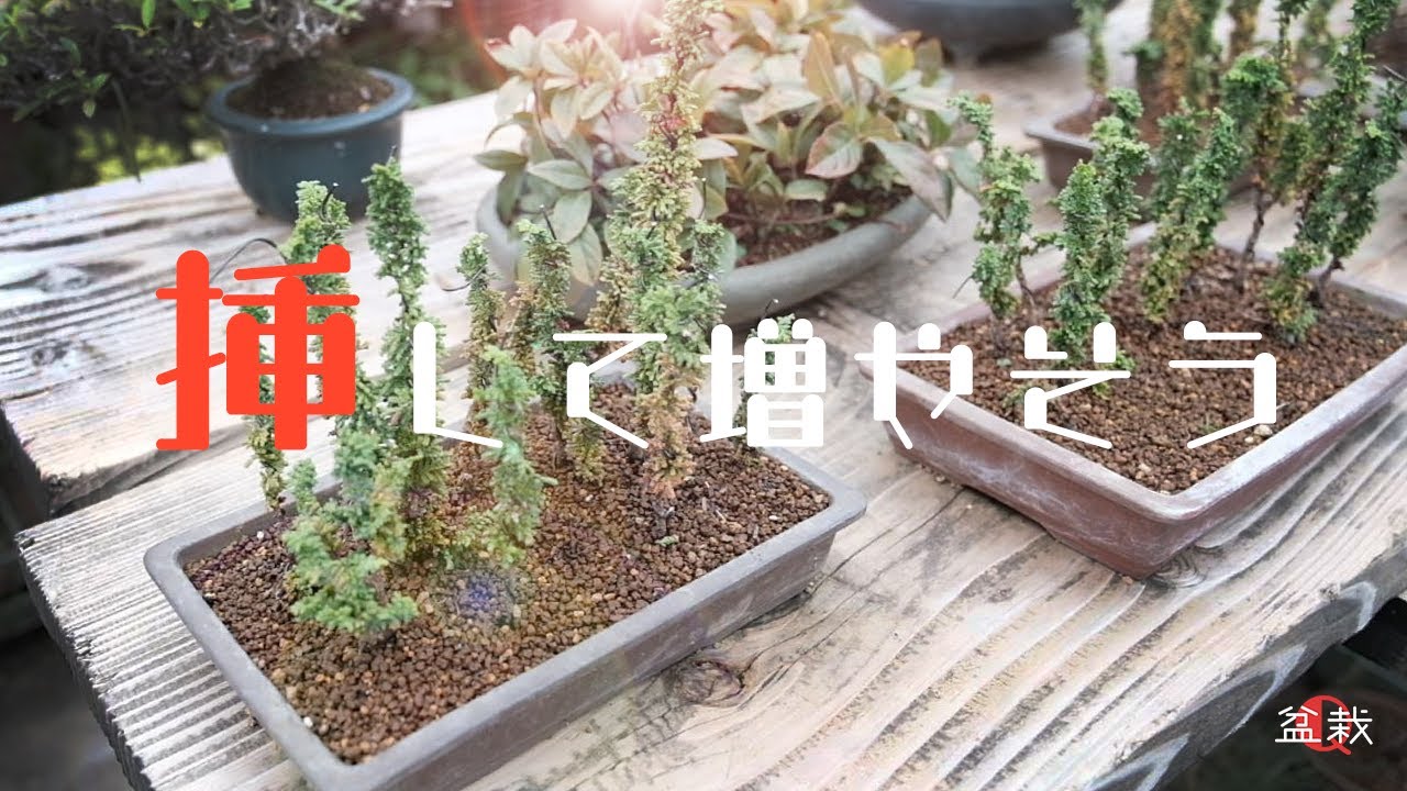 初心者でも簡単！挿し木入門～石化檜など～【盆栽Q】