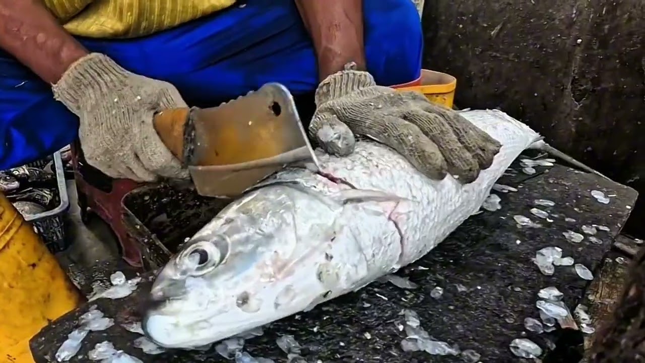 Bandeng laut 4.3kg untuk dimasak pindang kecap