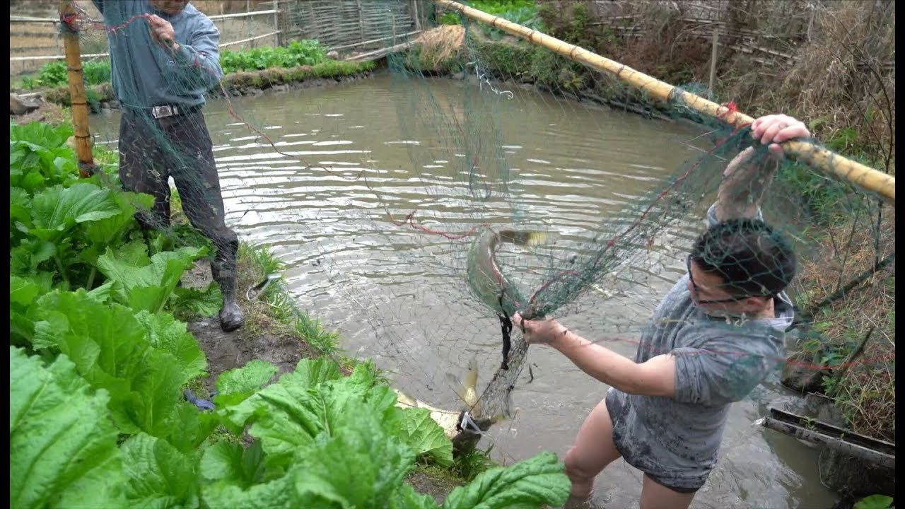 過年網大魚，一隻七八斤，真正的農家草魚