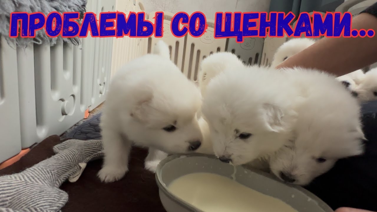 Почему мама отказалась кормить щенков? Наш первый прикорм и новая зона для малышей.