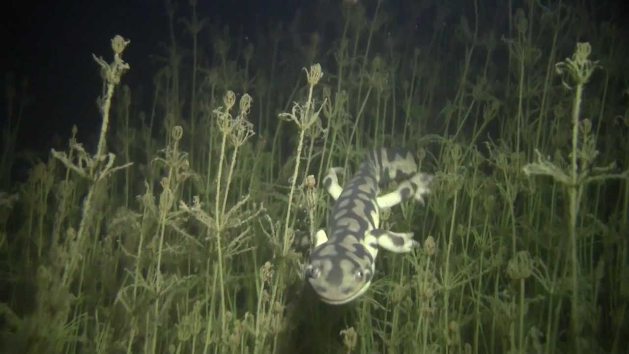Neoteny in Tiger Salamander, Ambystoma mavortium/tigrinum, Neotenic