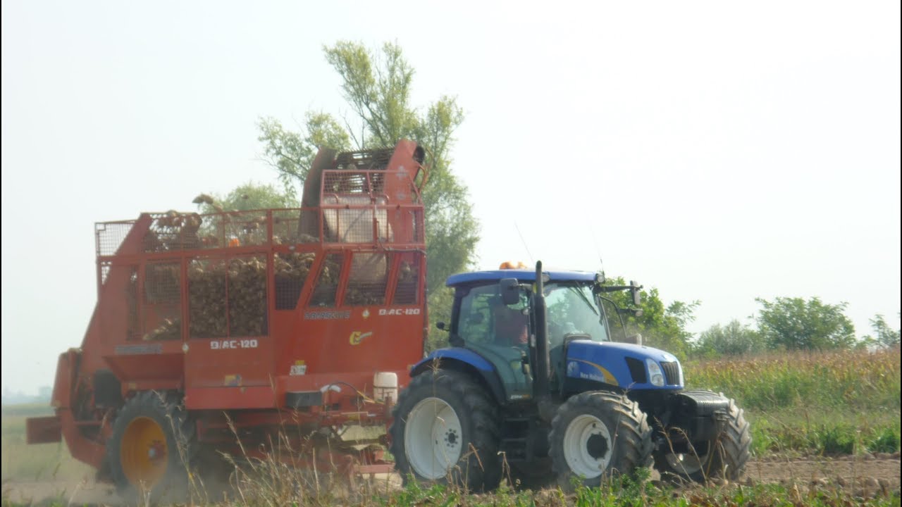 -NEW HOLLAND T6060- BARIGELLI- SUGARBEET HARVESTING-TEAM GAMBALONGA