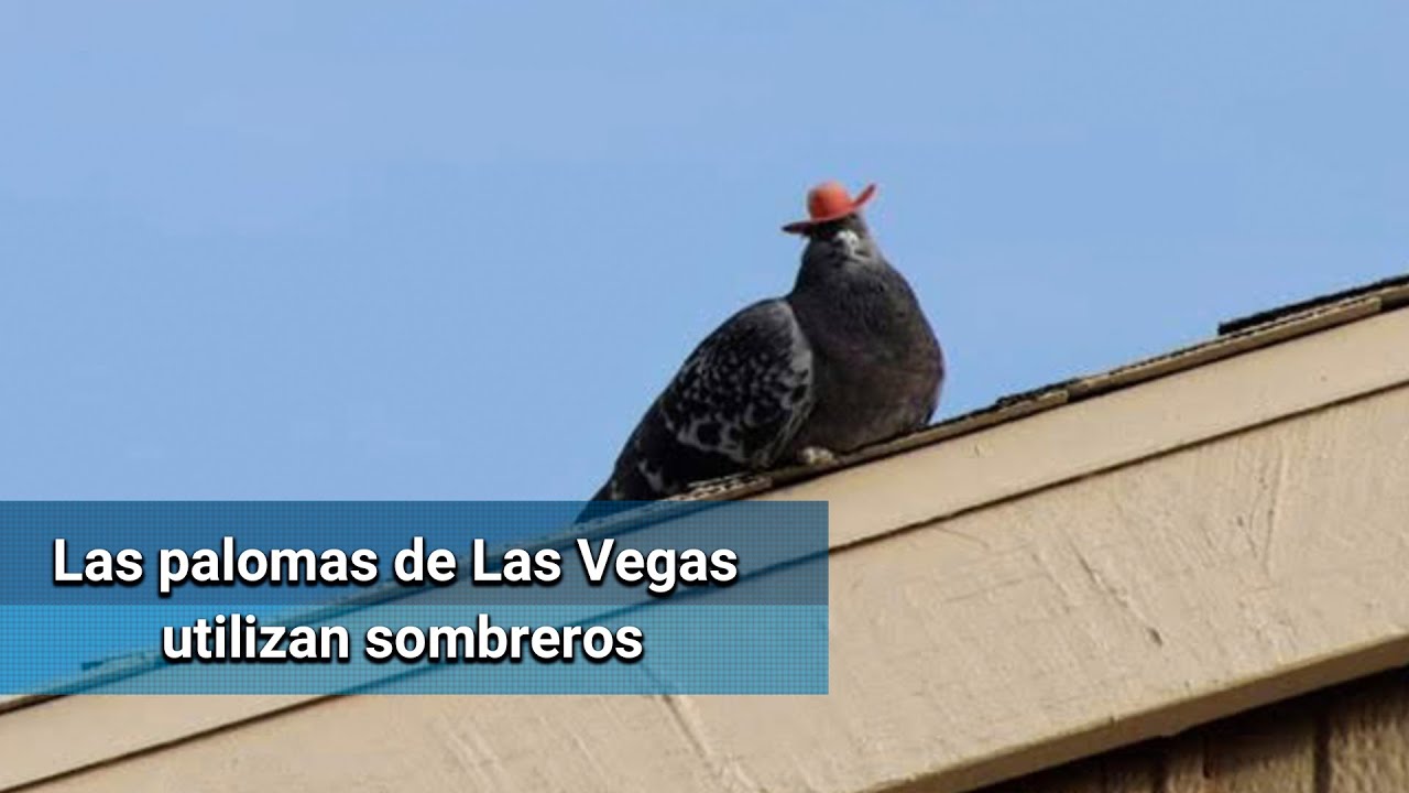 Palomas con sombrero desatan polémica en EU