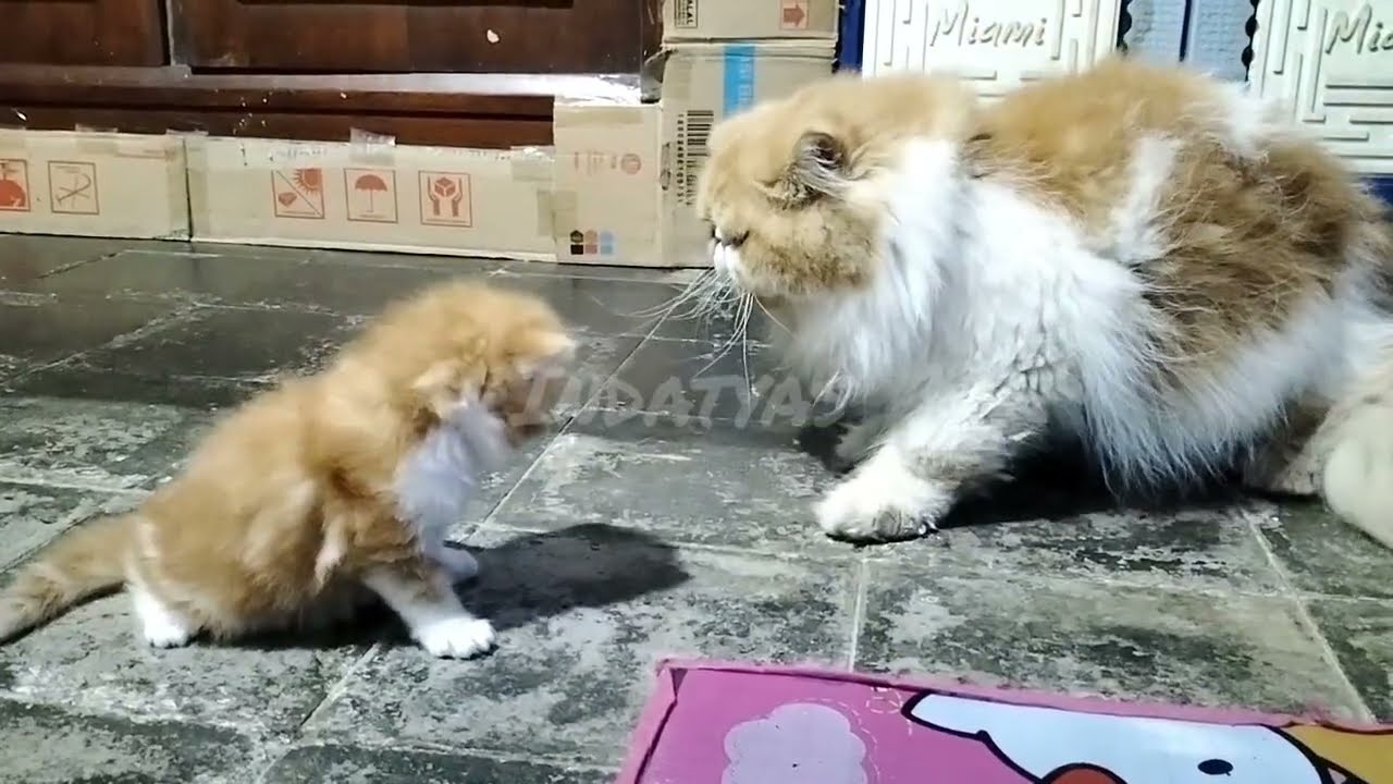 Ini yang terjadi ketika bapak kucing bertemu anak nya 