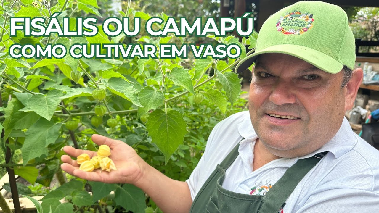 Fisális ou Camapú | Como Cultivar no Pomar em Vaso