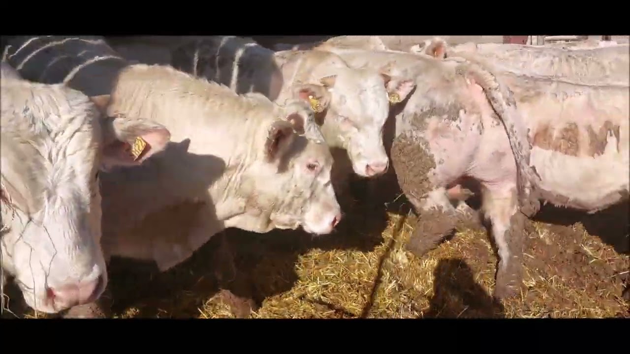 VENTE VIDEO DE 43 BROUTARDS CHAROLAIS MARDI 27 JANVIER 2026 A SICAFOME