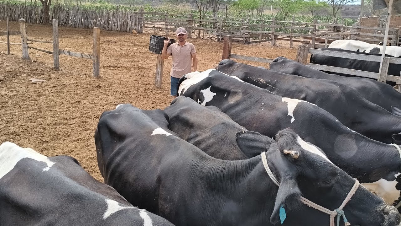 VACARIA DE ALTA GENÉTICA PRODUZINDO MAIS DE 30 LITROS COMENDO BAGAÇO DE CANA E PALMA !!!!!