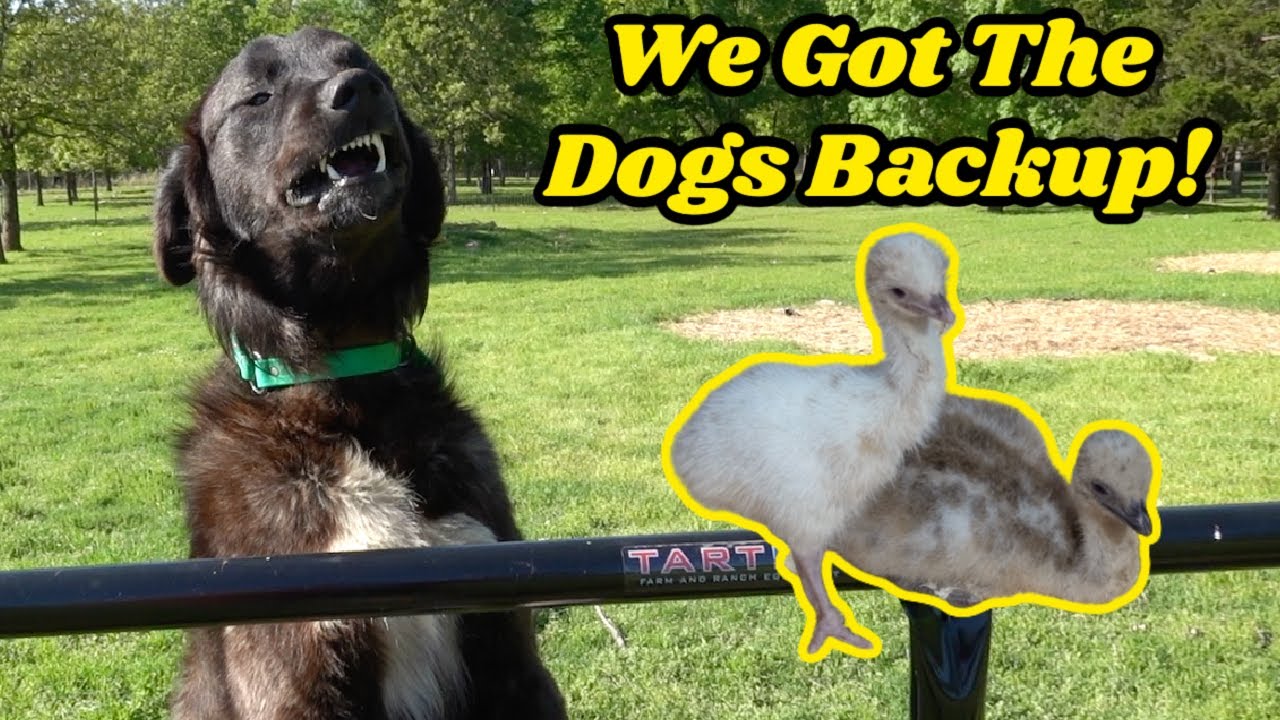 They Underestimated The Size Of Our GUARD DOGS When They Come To Take Our GOATS!