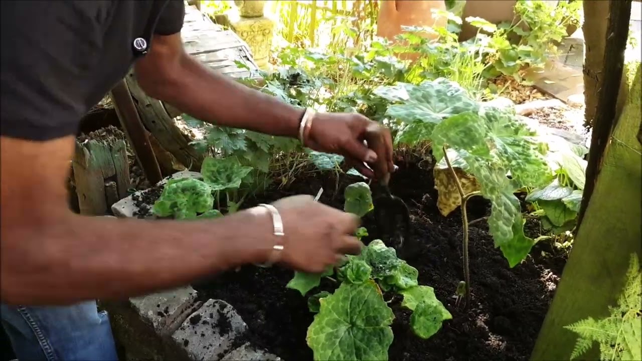 Planting 'Spotty Dotty' (Podophyllum hexandrum) & Tree Fern Update
