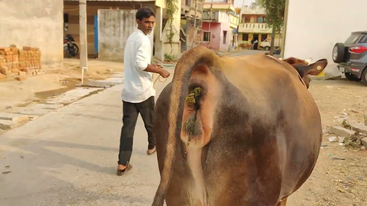 రెండు జెర్సీ ఆవులు అమ్మకానికి కలవు( 87906 34683)@Ramappa dairy farm chanal April 19, 2024