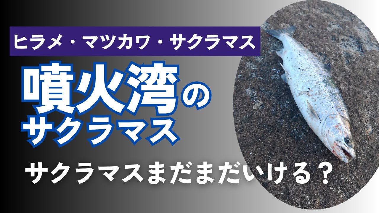 【北海道】【釣り】サクラマスまだまだいける？投げ釣りの合間にサクッと1本😊＃サクラマス＃ルアーフィッシング＃投げ釣り