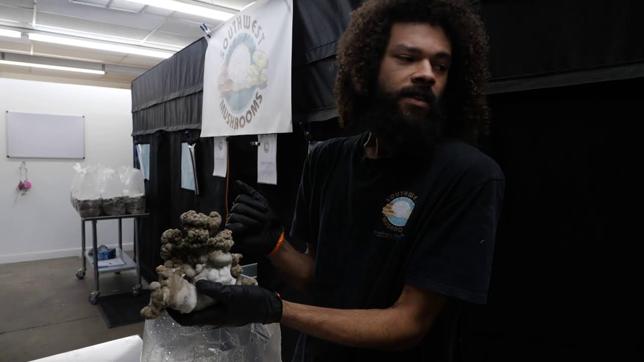 Fruiting Maitake Mushroom Blocks | How We Grow Grifola frondosa Indoors | Southwest Mushrooms