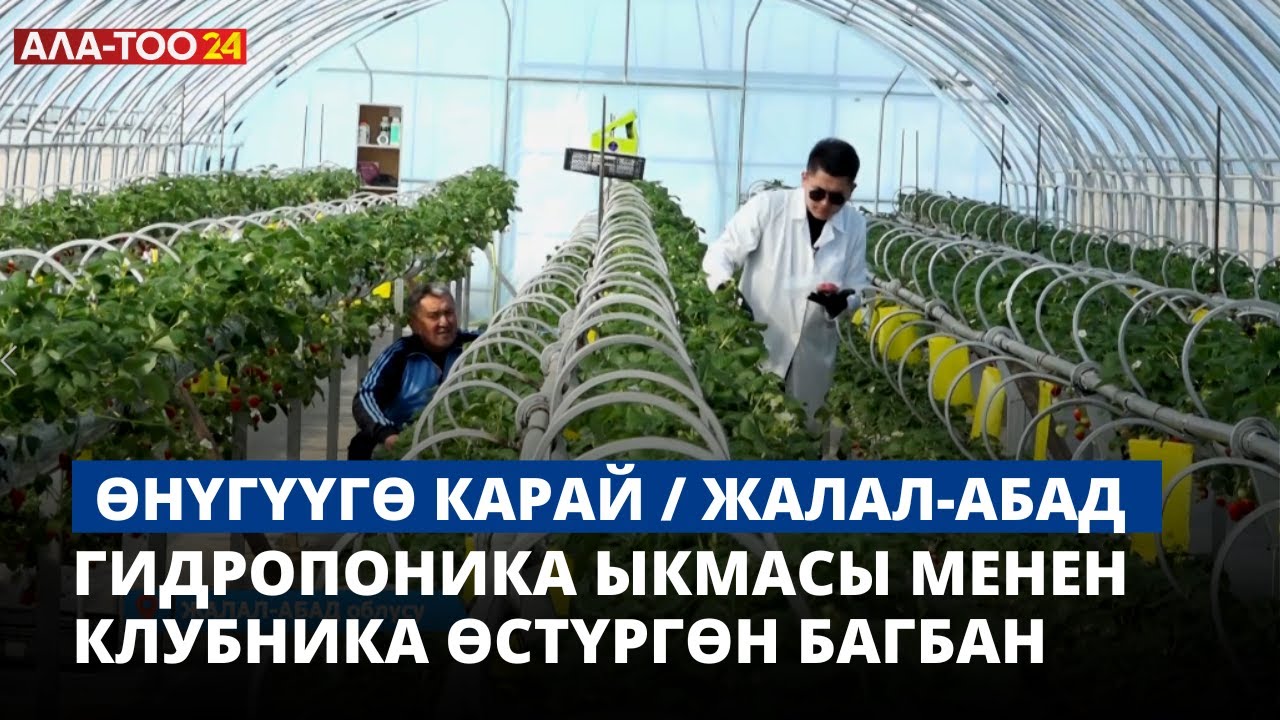 Гидропоника ыкмасы менен клубника өстүргөн багбан | Жалал-Абад