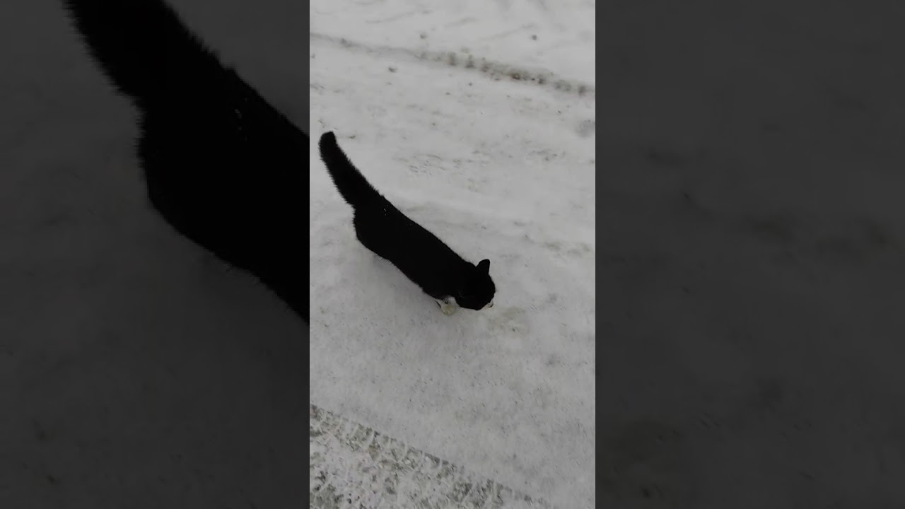 Дорога домой из магазина 🐈‍⬛🐈🐈‍⬛