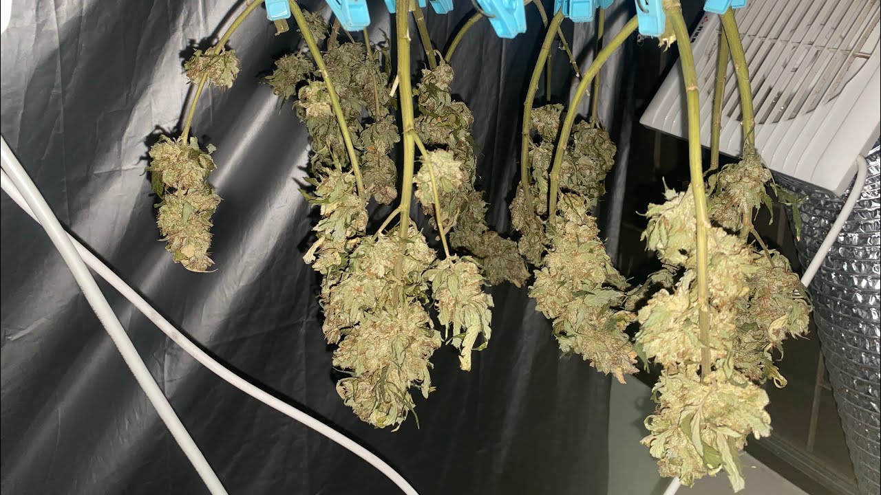 Ep-4 Chem D i95 x Pluto Auto Ethos เริ่มตากแอร์ได้ 7 วัน by@bewvunlop