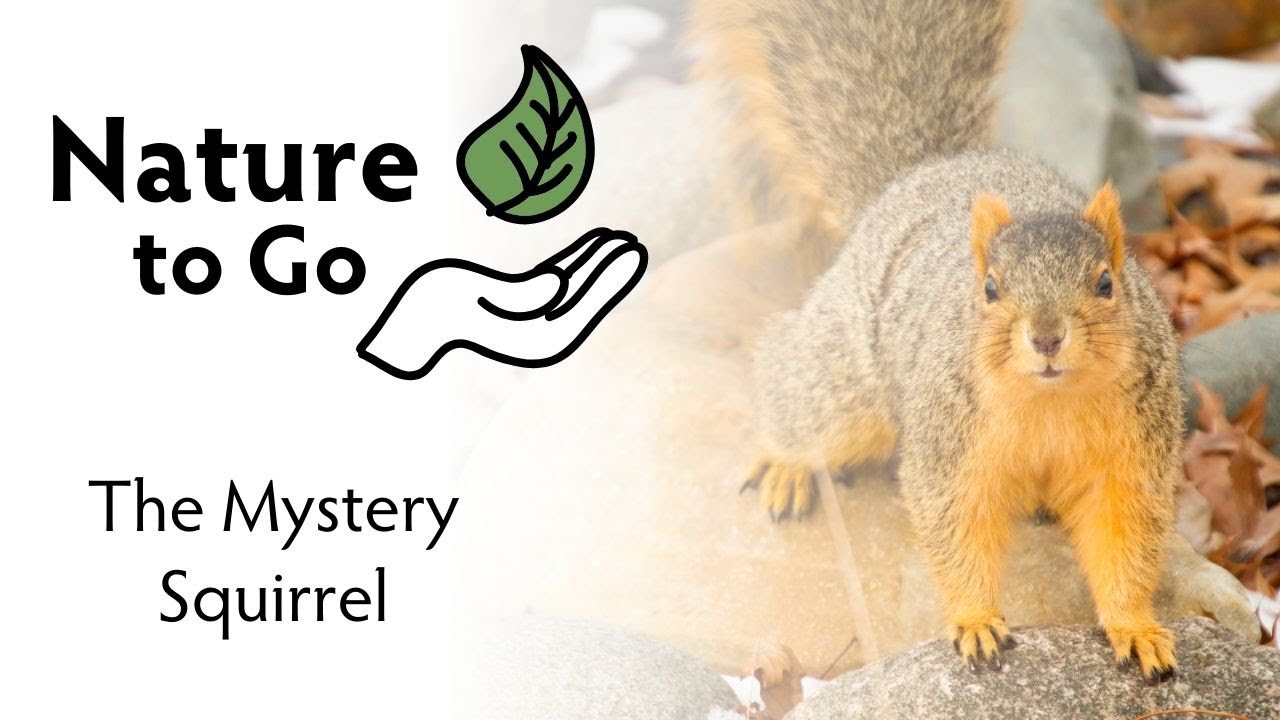 Nature to Go | Squirrels of Minnesota – The Difference Between Red, Gray, and Fox Squirrels