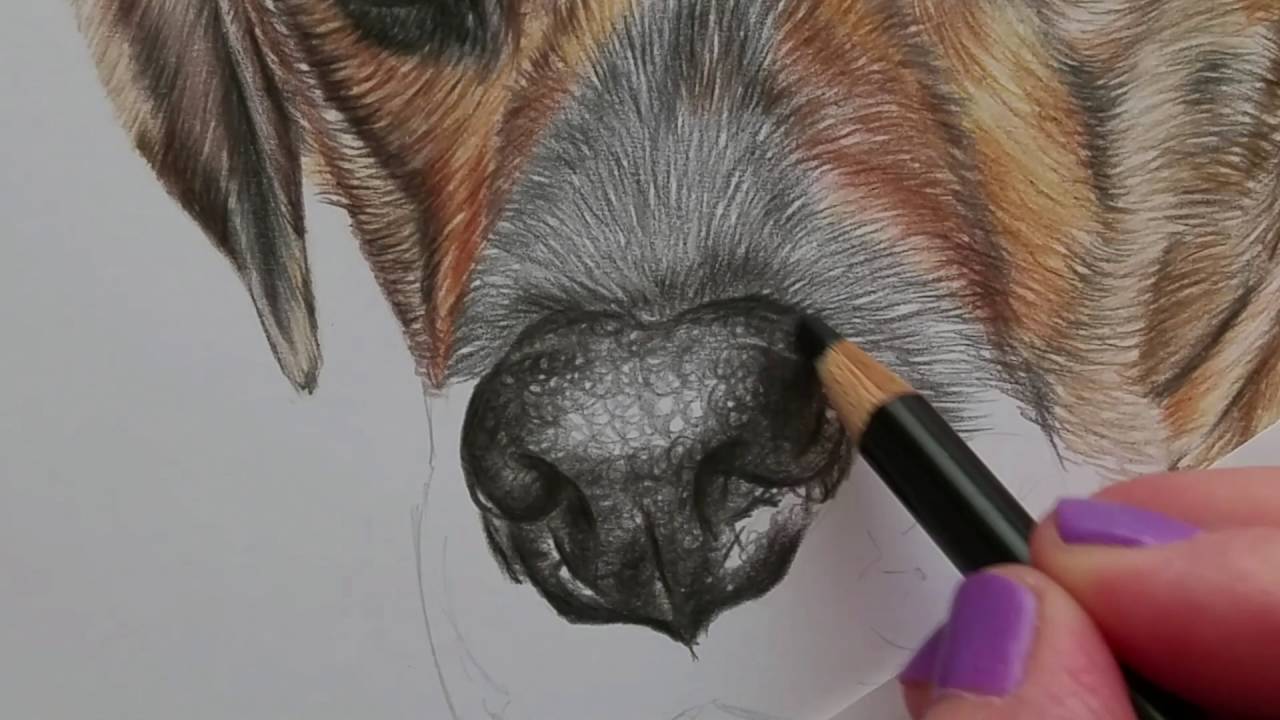 Drawing of nose tutorial coloured pencil partial time lapse